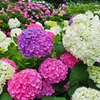 紫陽花その９