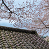 秋月の桜2024