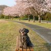 桜の前でおすまし