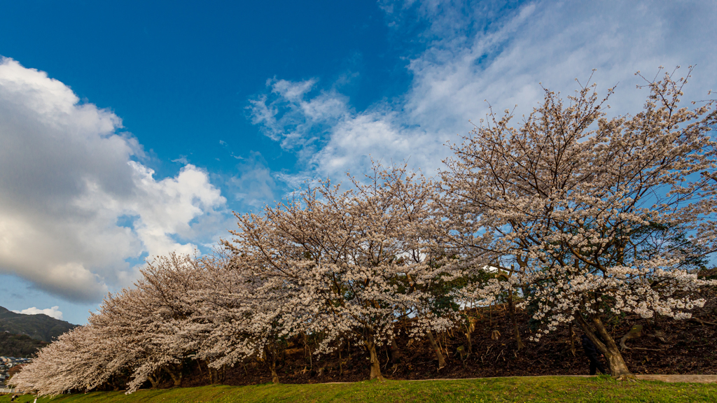 水城跡の桜2023#1