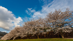 水城跡の桜2023#1