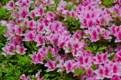 ５月の花　３