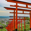 鳥居がいっぱい