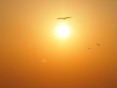 とんびたちと夕日