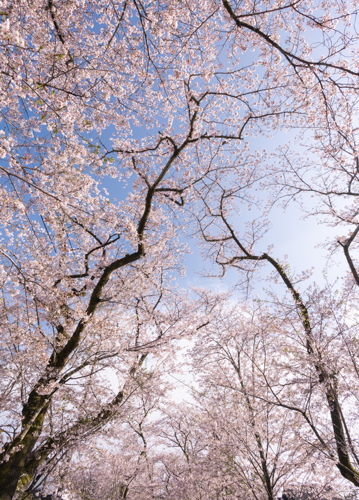 秋月の桜３