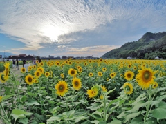 ひまわり園の夕暮れ