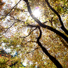 秋月の紅葉２０１９その２