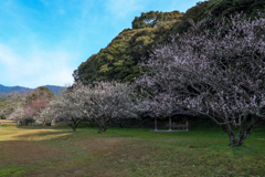1000年前も同じ梅を見ていた？