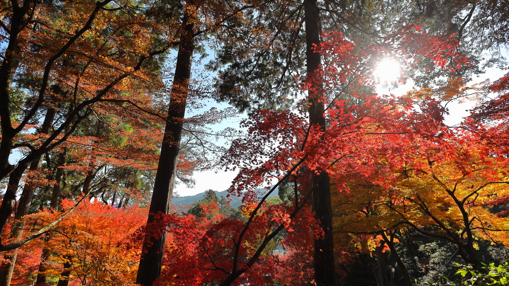 大興善寺紅葉２０２１　その５