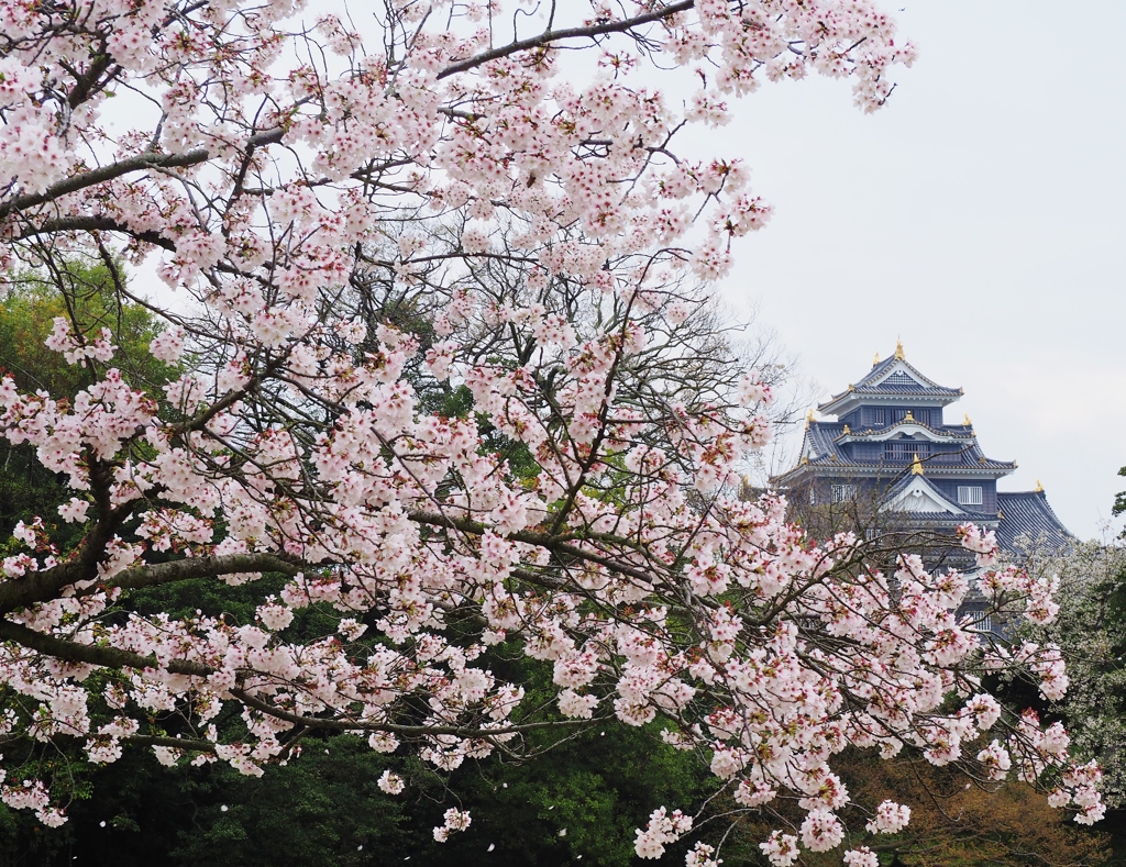 桜と岡山城