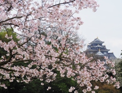 桜と岡山城