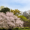 福岡城跡の桜２０２４＃１