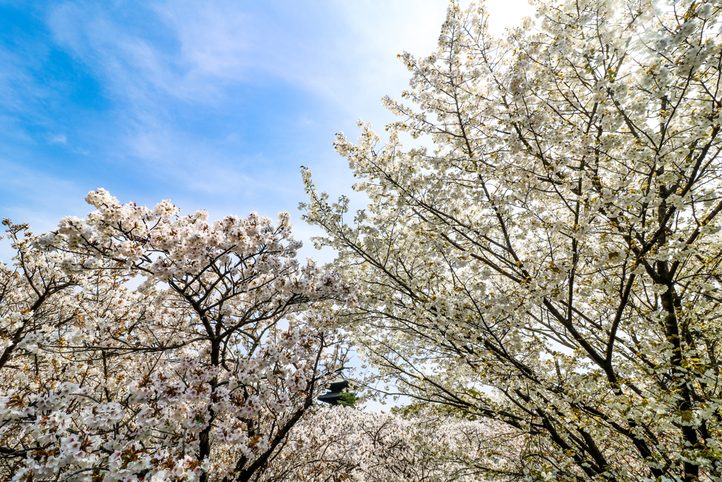 御室桜６