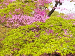 春のコントラスト