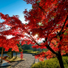 多久聖廟の紅葉４