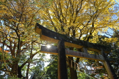 秋月の紅葉２０２１　その７