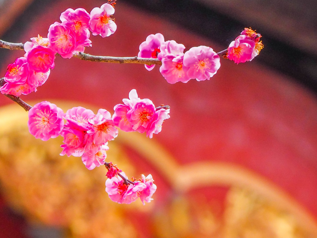 神社の梅