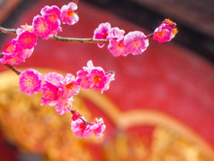 神社の梅