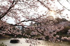 甘木公園の桜２