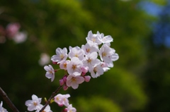 太宰府政庁跡の桜　６