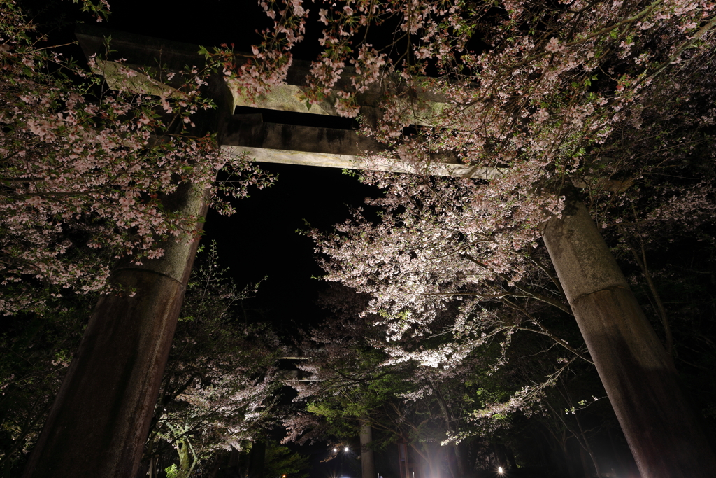 竈門神社と桜