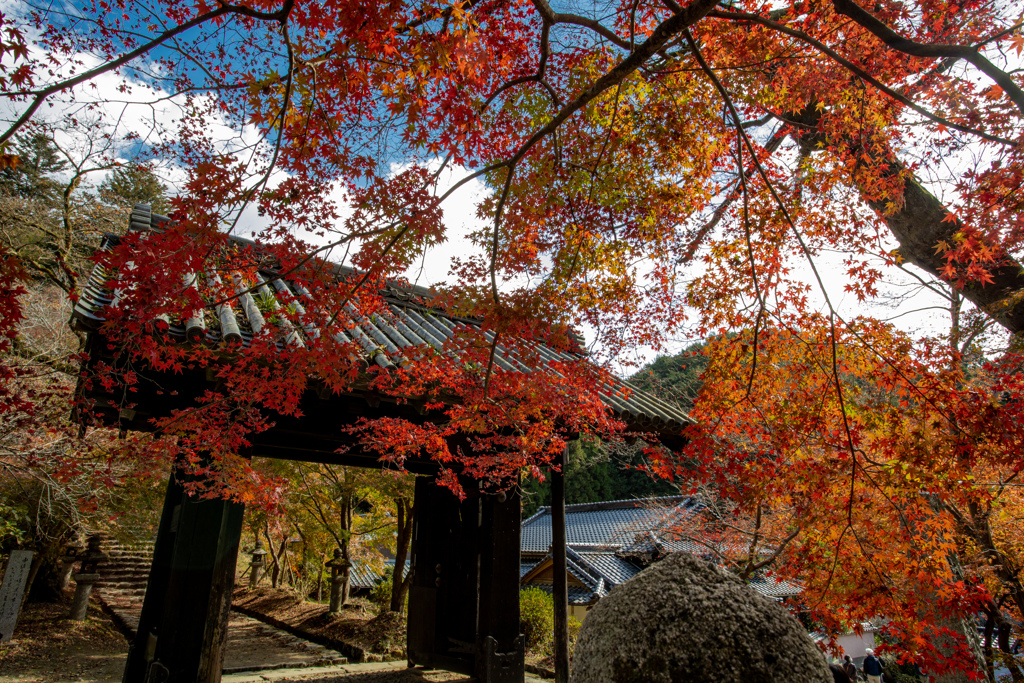 福岡秋月の紅葉２０２０　その５