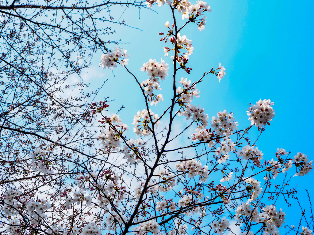太宰府政庁跡の桜５