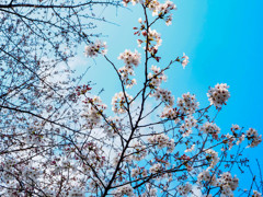 太宰府政庁跡の桜５
