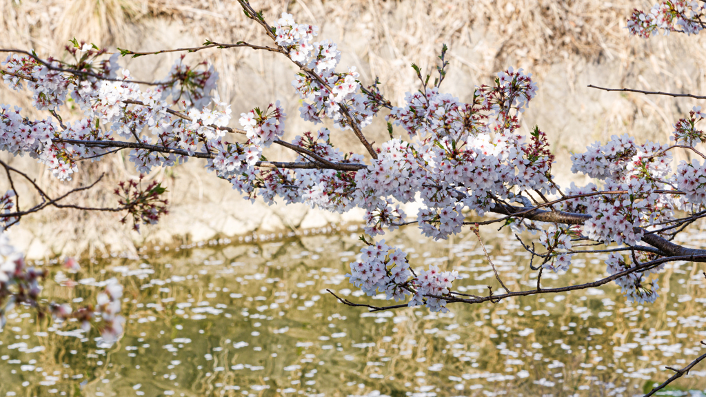 うきは流川桜並木　その４