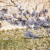 うきは流川桜並木　その４