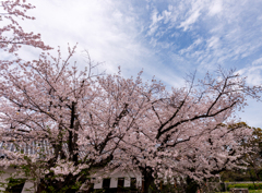 福岡城跡の桜２０２４＃２