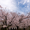 福岡城跡の桜２０２４＃２