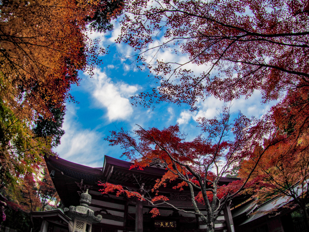 呑山観音寺の紅葉３