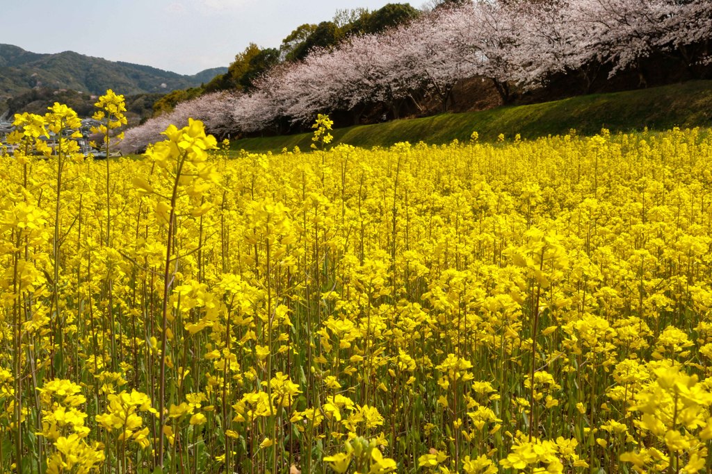 桜と菜の花のコントラスト２