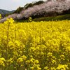 桜と菜の花のコントラスト２