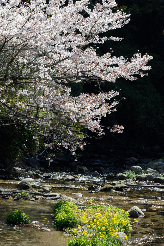 秋月の桜2023#2