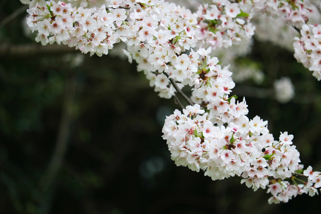 黒に映える桜