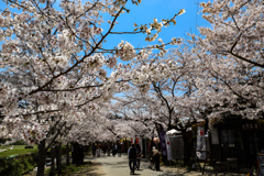 秋月の桜２０２０その１