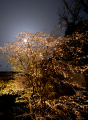 竈門神社の桜と月２