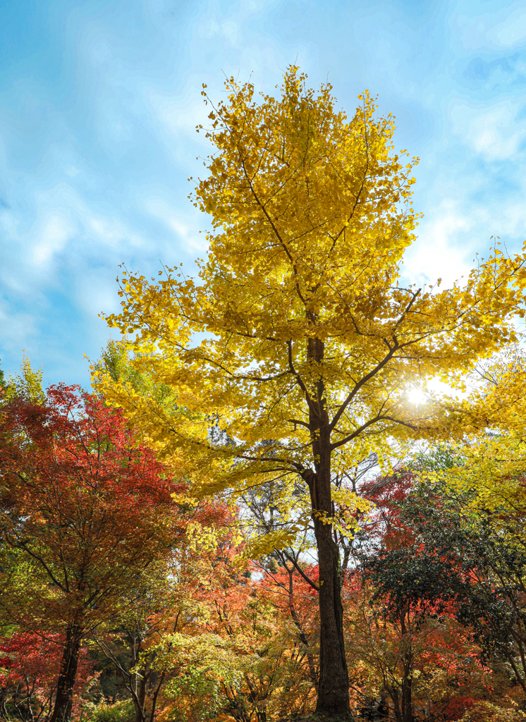 佐賀の紅葉新名所 環境芸術の森 ６