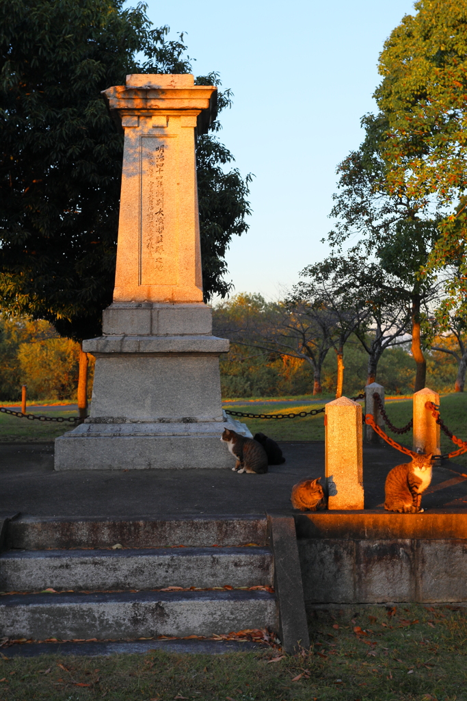 久留米百年公園の夕暮れ　猫の集会