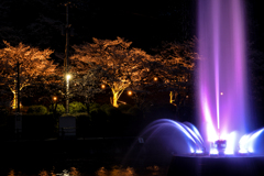 甘木公園の桜２０２０　その５