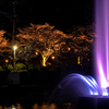 甘木公園の桜２０２０　その５