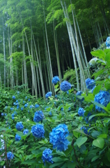 明月院の紫陽花２