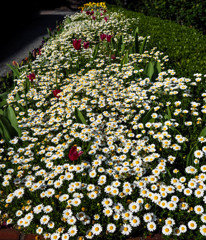 チューリップとノースボール３