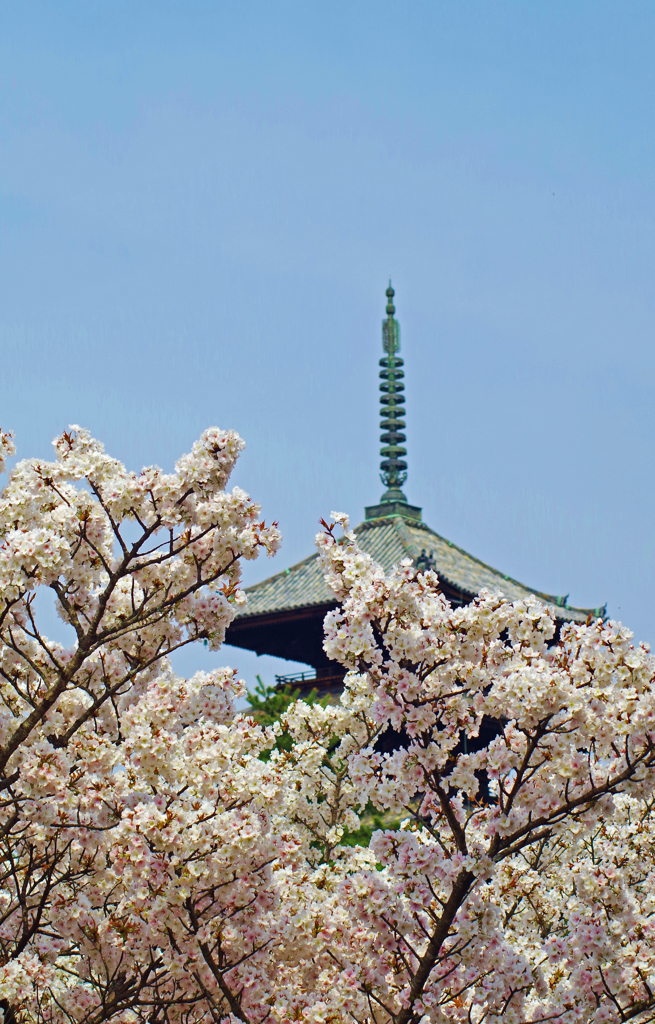 仁和寺の桜２