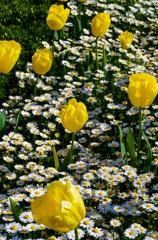 チューリップとノースボール５