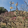 栗林公園の梅　２