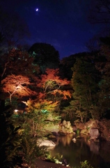 六義園の紅葉１