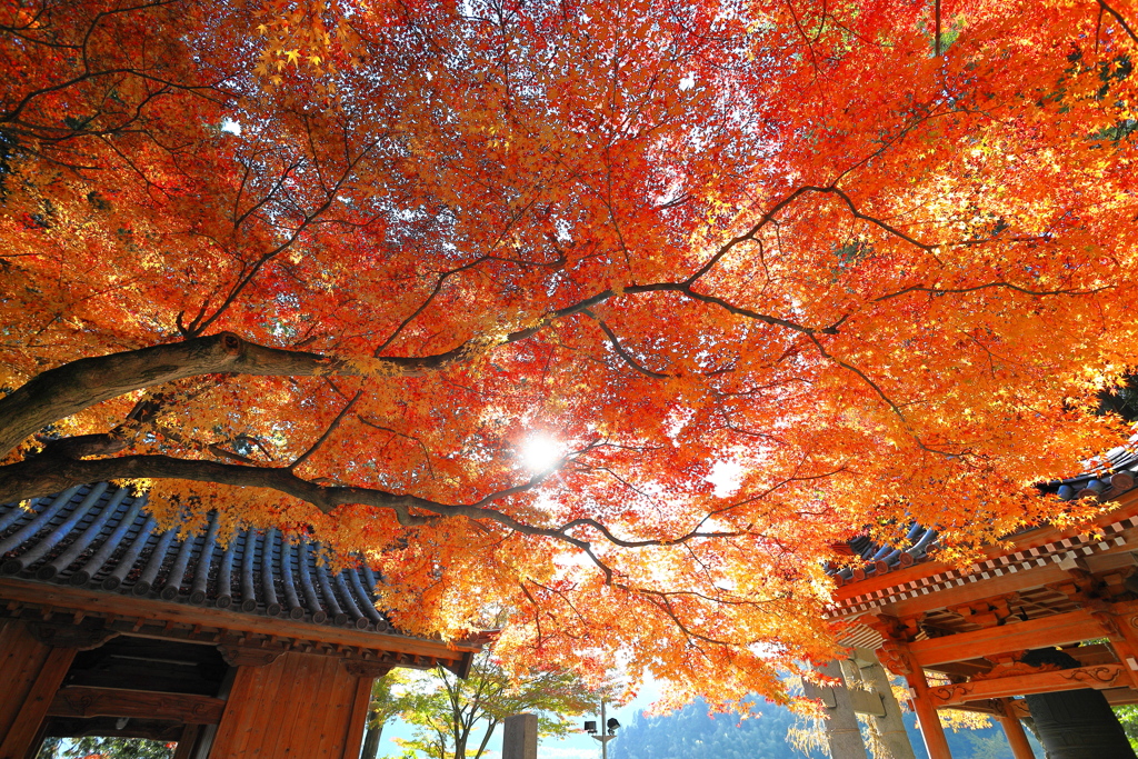 大興善寺紅葉２０２１　その１